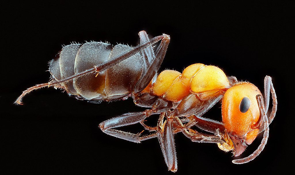 Ant Control service in New Braunfels, TX