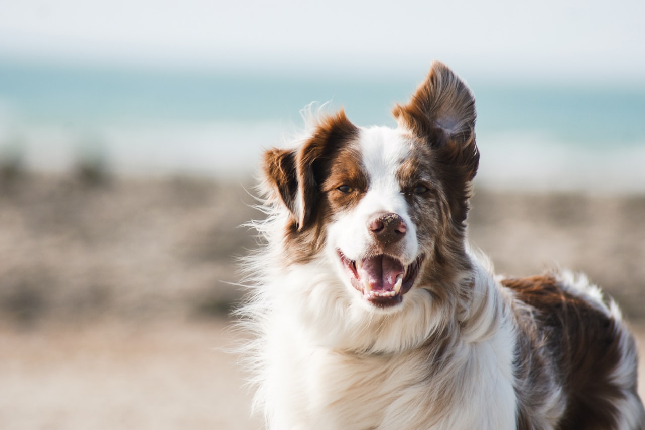 Flea & Tick Control service in New Braunfels, TX
