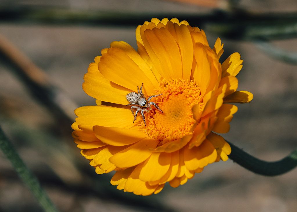 Spider Control service in New Braunfels, TX